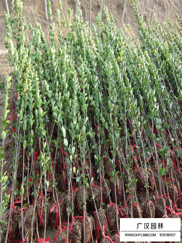 北海道黃楊的種植注意事項(圖1)