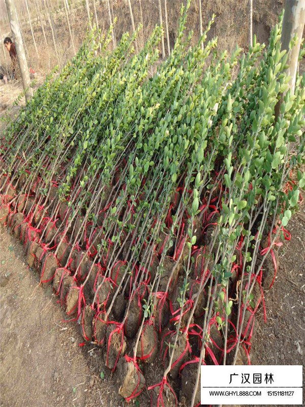北海道黃楊的種植注意事項(圖4)