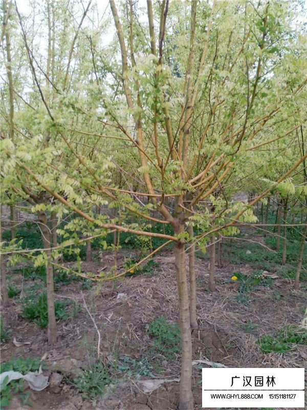 黃花槐蟲害處理方法(圖1)