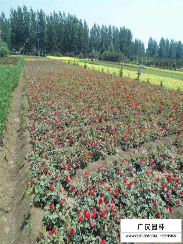 紅帽月季種植方法(圖1)
