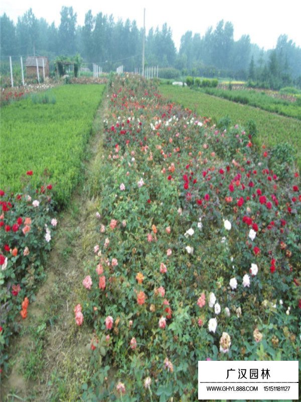 紅帽月季盆景的造型方法(圖1)