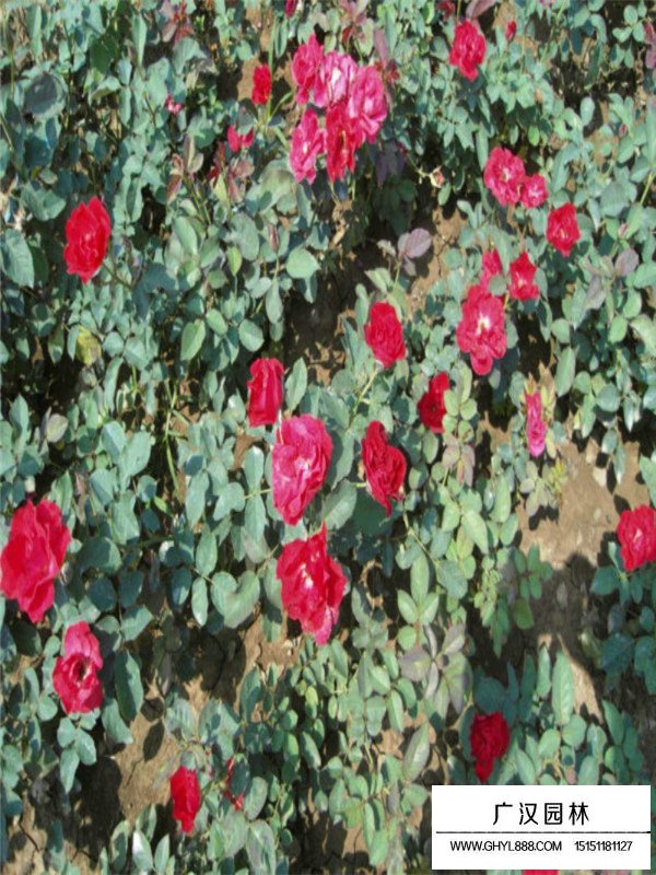 紅帽月季盆景造型(圖1)