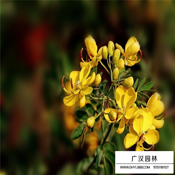 如何區分黃金槐與黃花槐(圖3)