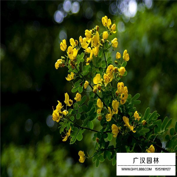 如何區分黃金槐與黃花槐(圖4)