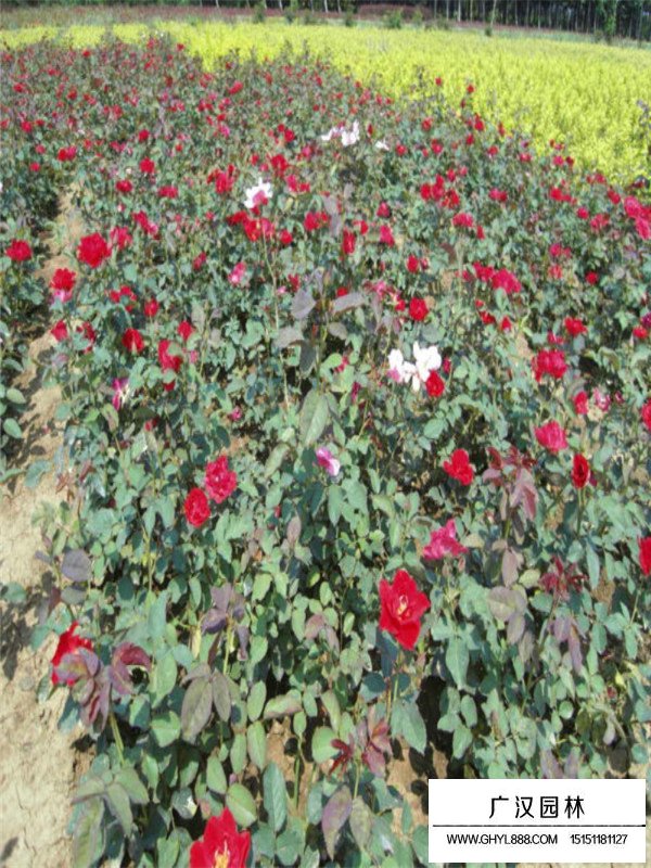 紅帽月季價格(圖1)