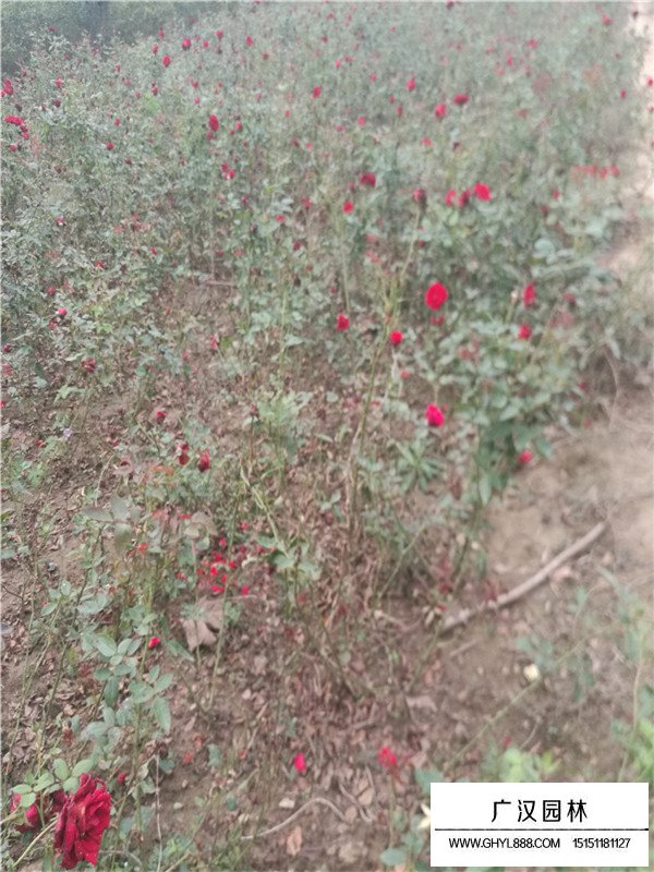 紅帽月季的價格是多少(圖2)
