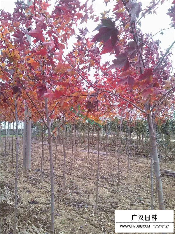 美國紅楓的種植技術(圖2)