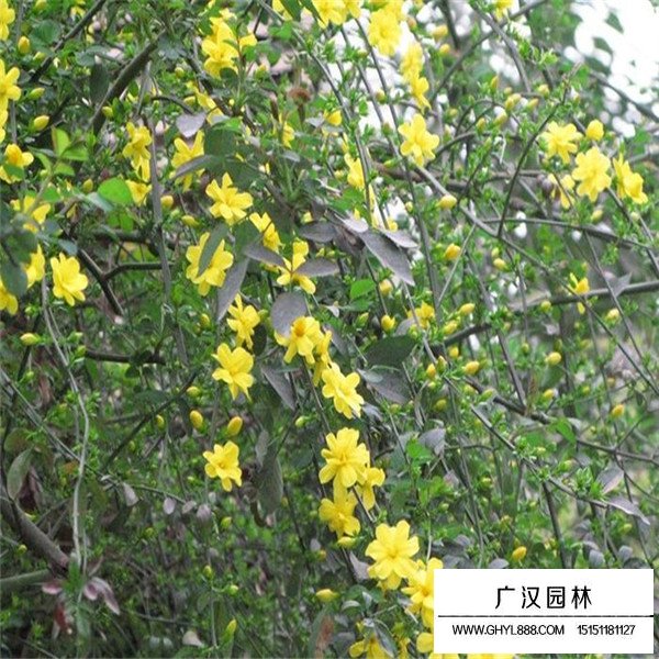 迎春花的栽培方法(圖3)