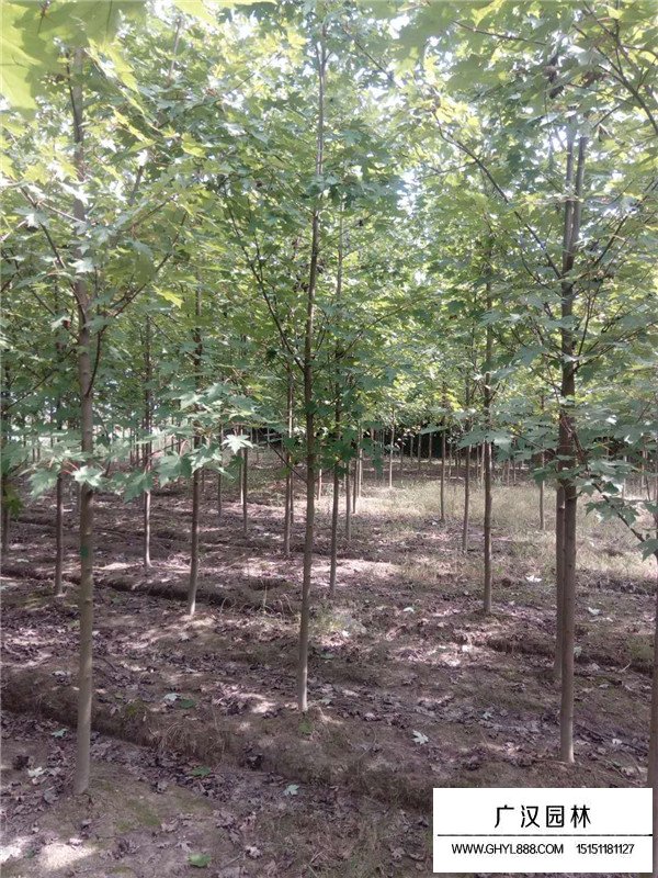 美國紅楓的春天種植技術(圖1)