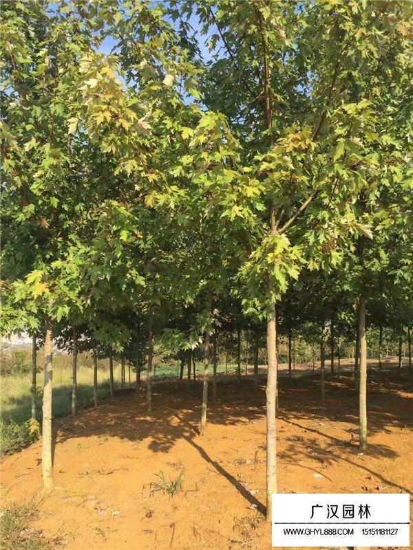 美國紅楓的植樹技術(圖4)
