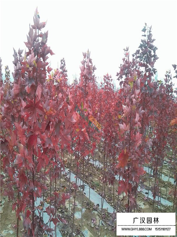 美國紅楓和中國紅楓的區別(圖3)