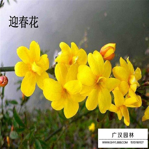 迎春花的作用(圖3)