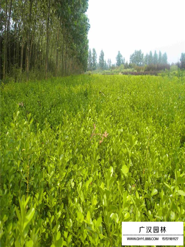 江蘇小葉黃楊基地(圖3)