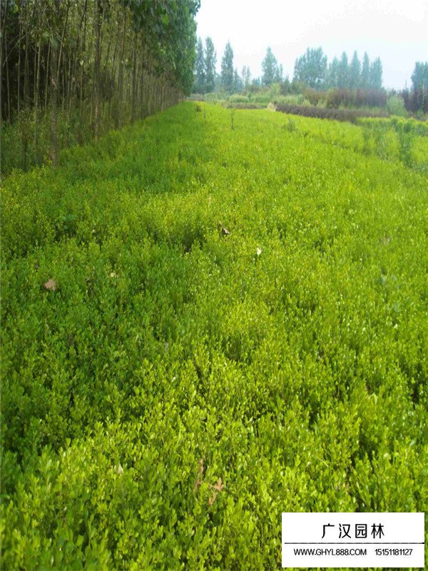 江蘇小葉黃楊基地(圖4)