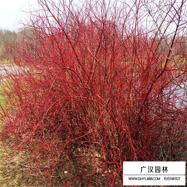 紅端木的種植技術(圖3)