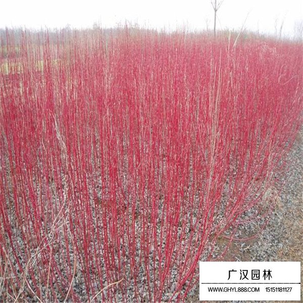 紅端木與紅瑞木的區分(圖2)