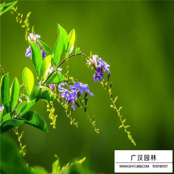 假連翹的養殖方法(圖1)