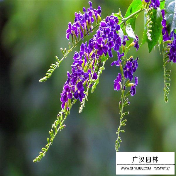 假連翹的養殖方法(圖2)