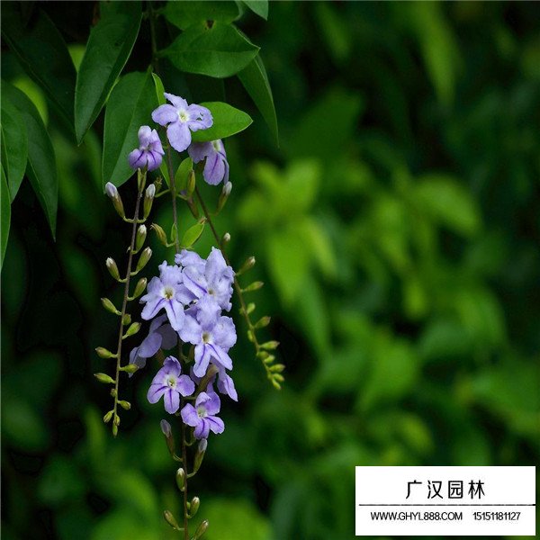 假連翹的養殖方法(圖3)