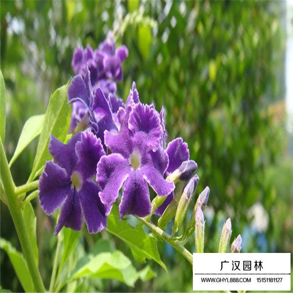 假連翹的種殖方法(圖4)