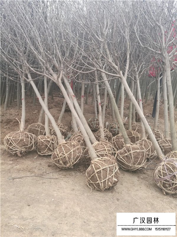 紫玉蘭的種植方法(圖1)