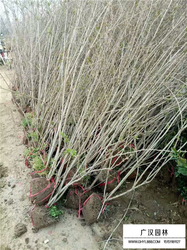 叢生丁香的發育習性及加工(圖1)