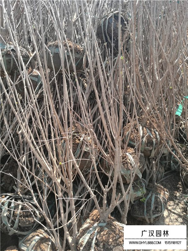 叢生丁香的培育、種植和病蟲防治(圖1)