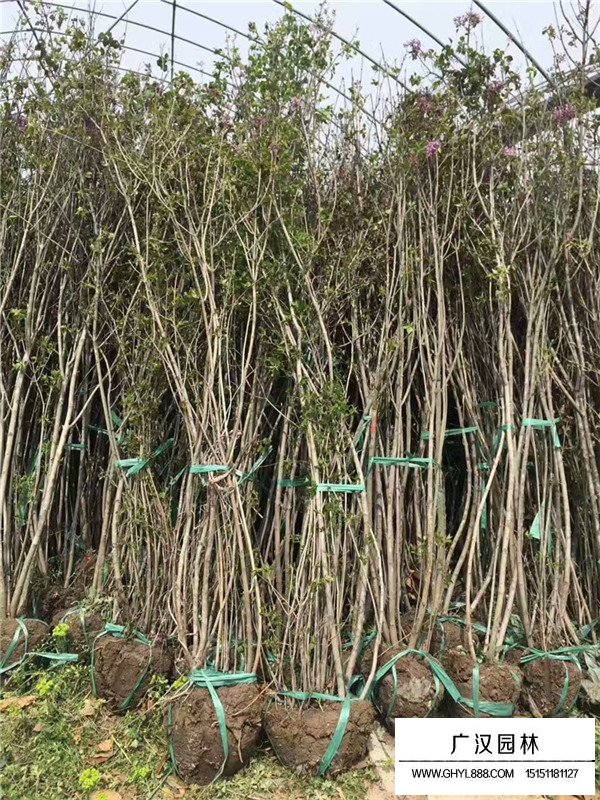 叢生丁香的培育、種植和病蟲防治(圖2)