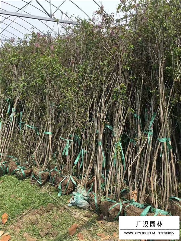 叢生丁香的特點以及用途(圖3)