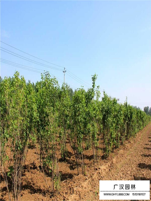 叢生丁香的栽植和園林用途(圖1)