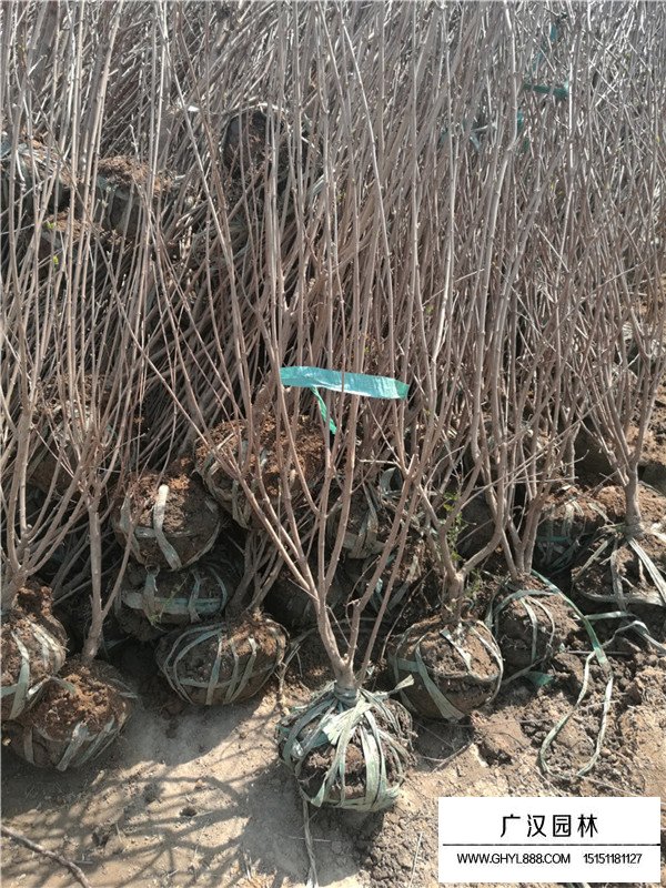 叢生丁香的栽植和園林用途(圖2)