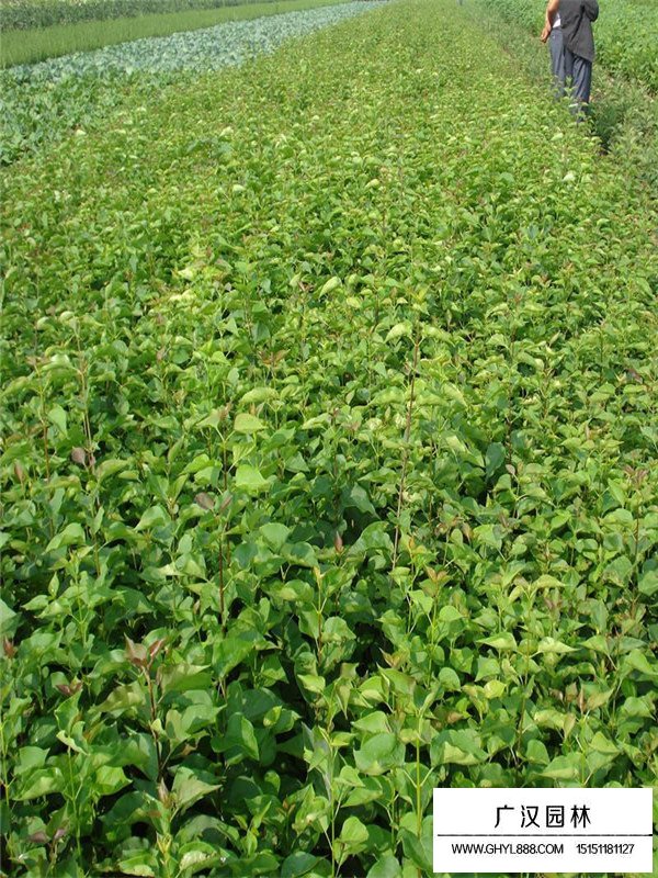 叢生丁香的栽植和園林用途(圖4)