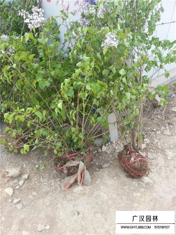 叢生丁香的種類及習性(圖3)