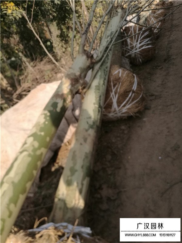 法桐樹的培養管理和病蟲防治(圖2)