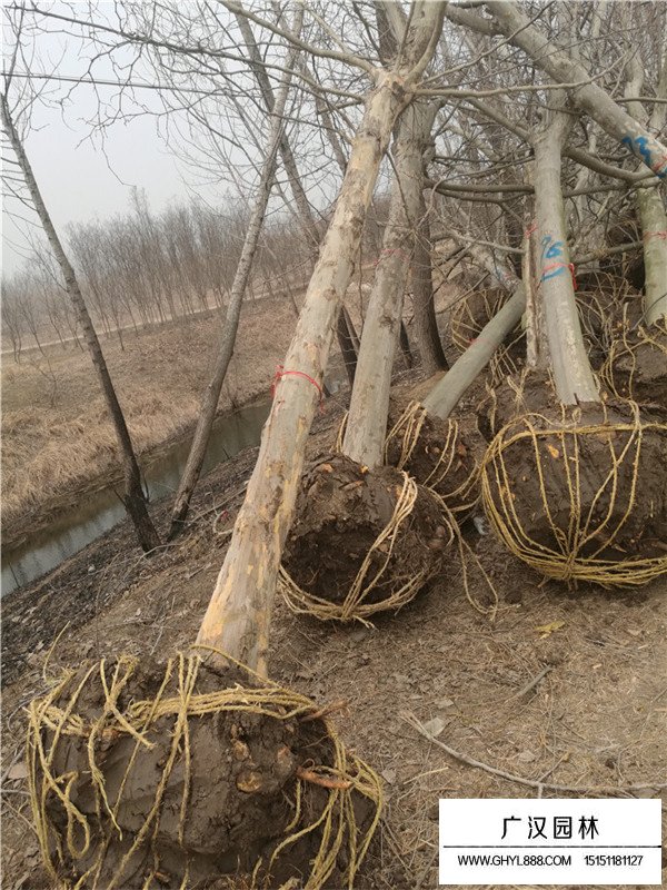 法桐樹的培育管理和病蟲防治(圖4)