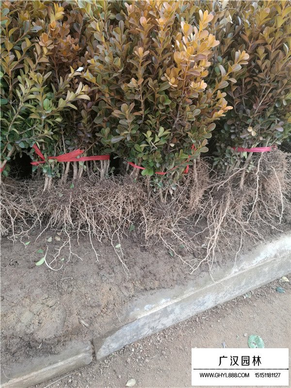 瓜子黃楊苗的除草技術(圖2)