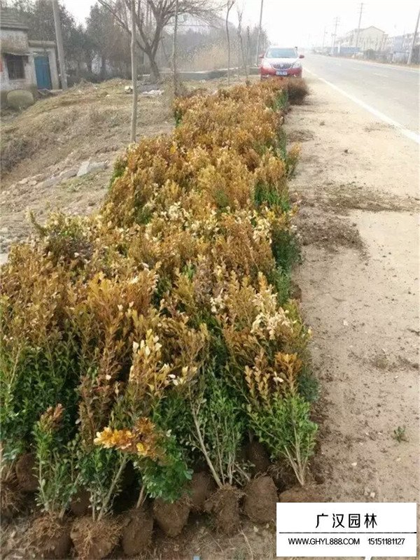瓜子黃楊苗種植技術(圖3)