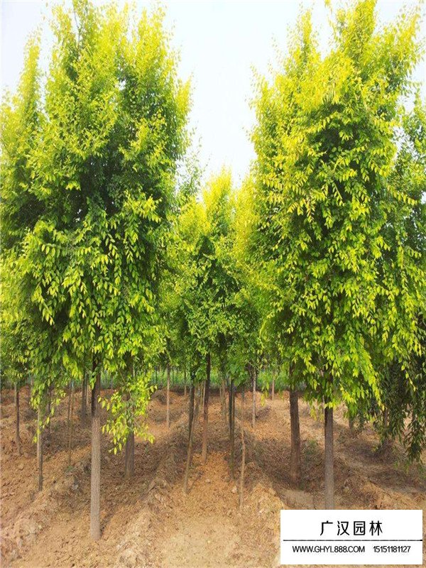 金葉榆的移植注意事項(圖1)