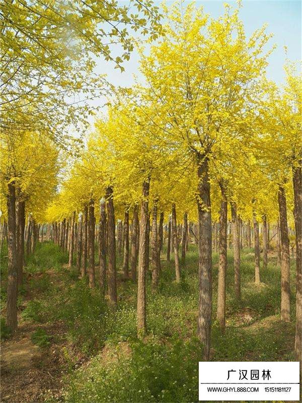 金葉榆的移植注意事項(圖3)