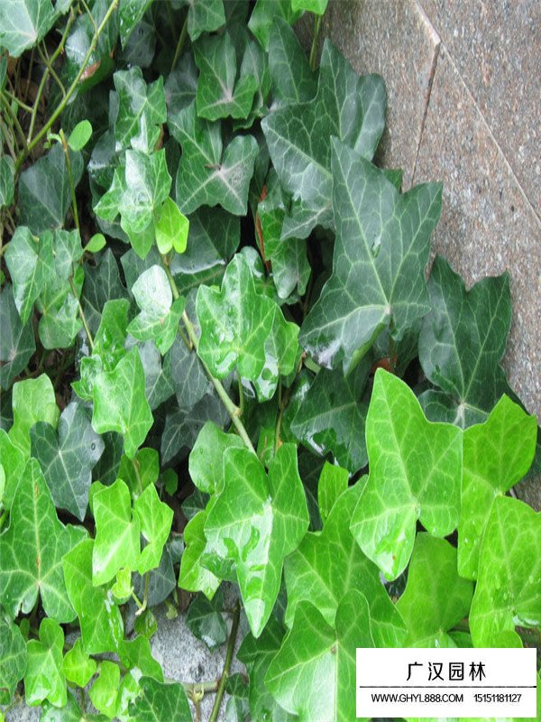 常春藤的養植方法(圖2)
