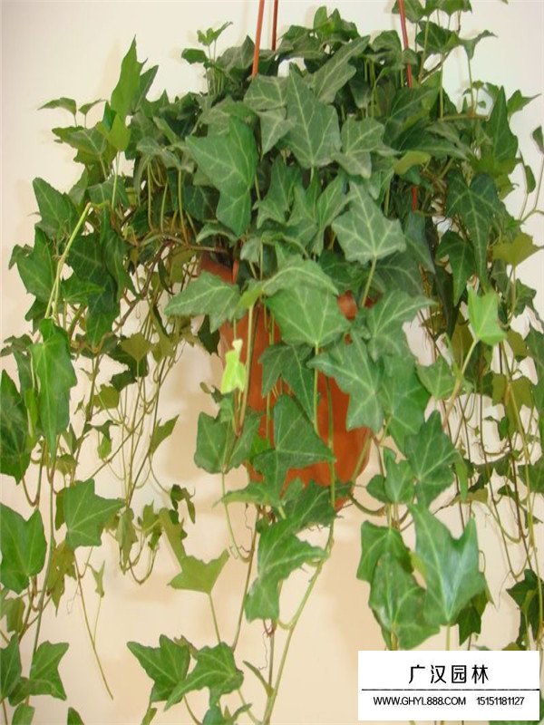 常春藤的養植方法(圖3)