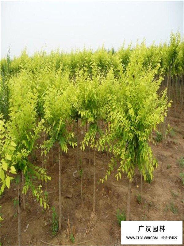 盆栽金葉榆的田間種植方法(圖1)