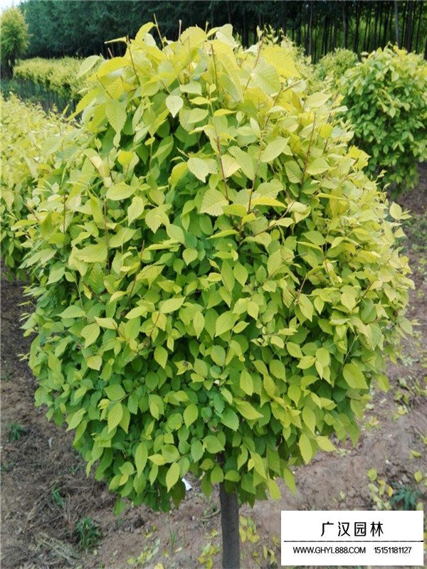 盆栽金葉榆的田間種植方法(圖2)