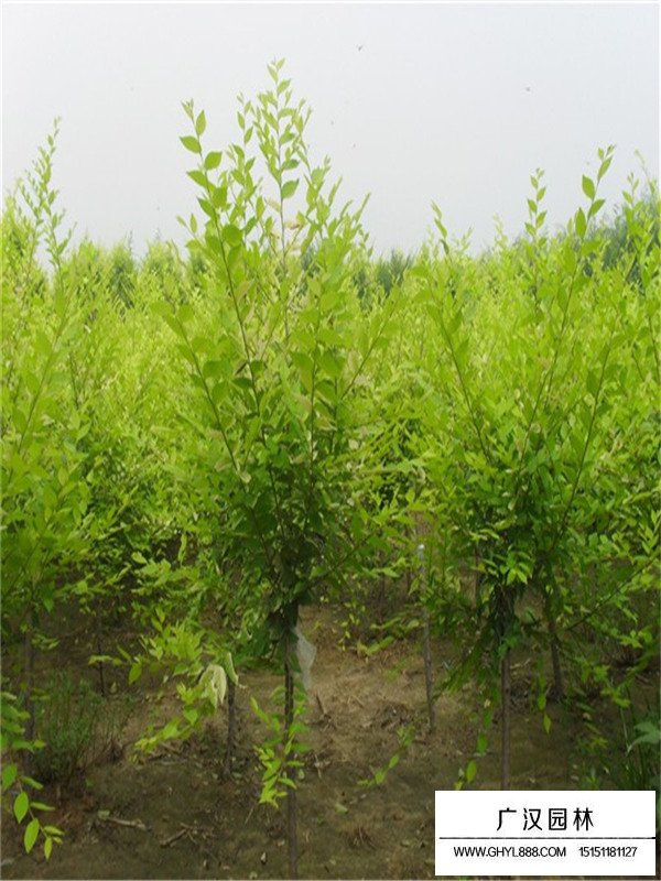 盆栽金葉榆的田間種植方法(圖3)