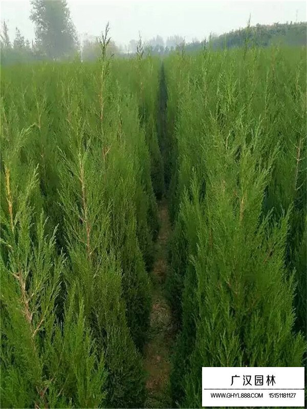 塔柏的移植方法(圖4)