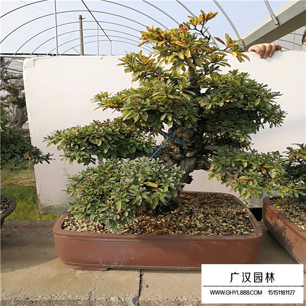 皋月杜鵑品種(圖3)