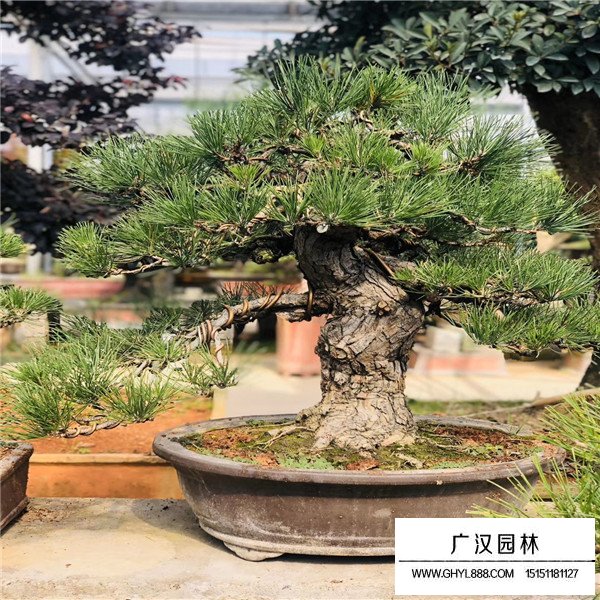 黑松盆景寓意(圖3)