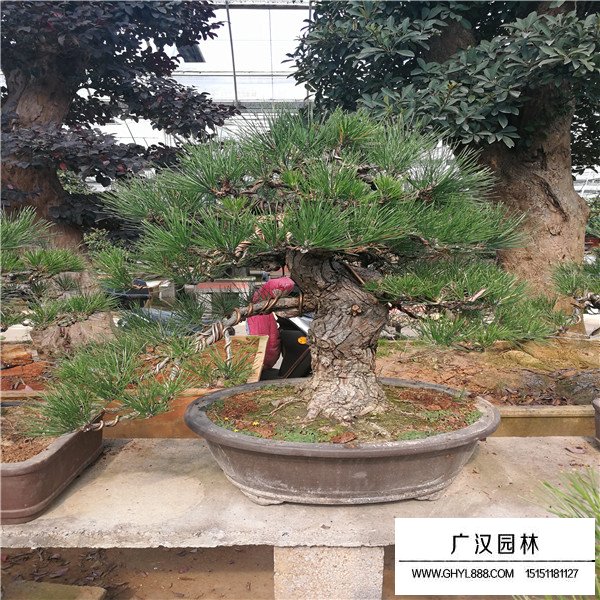 黑松盆景養護方法(圖3)