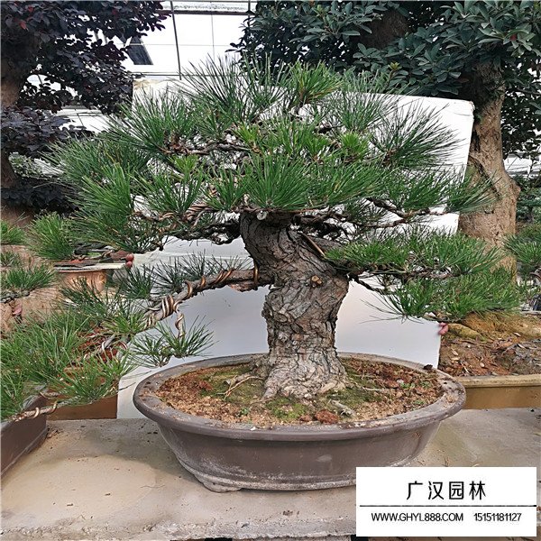 黑松盆景作用(圖2)
