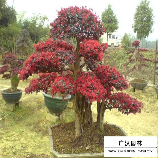紅花繼木風水禁忌(圖1)